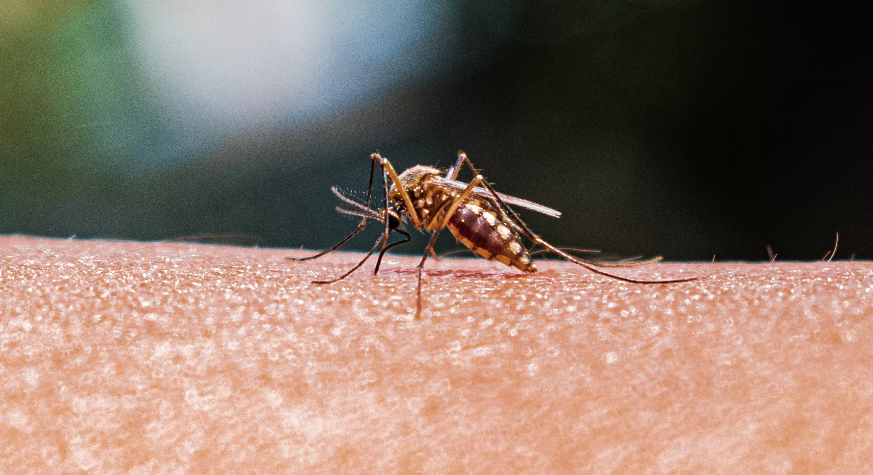 A IA que vai diagnosticar malária em 15 minutos