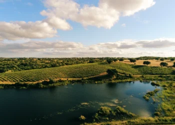 A curiosa história do vinho “esquecido” que se tornou ícone do Alentejo
