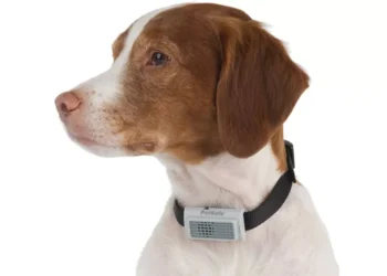 Gigante do setor pet lança campanha contra produtos nocivos. Saiba quais