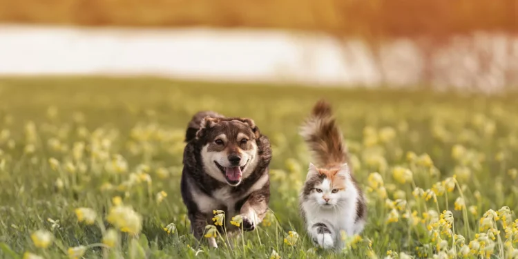 Ciência animal: O instinto de caça que faz cães e gatos gostarem de brincar de buscar