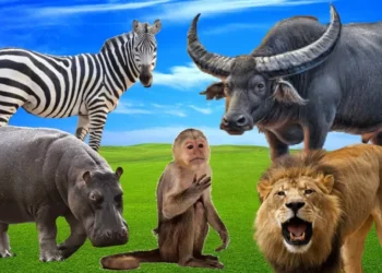 NAMÍBIA ABATE 700 ANIMAIS SELVAGENS PARA ALIMENTAR POPULAÇÃO. QUANDO A FAUNA ACABAR, SERÁ A VEZ DOS HUMANOS?