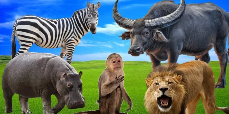 NAMÍBIA ABATE 700 ANIMAIS SELVAGENS PARA ALIMENTAR POPULAÇÃO. QUANDO A FAUNA ACABAR, SERÁ A VEZ DOS HUMANOS?