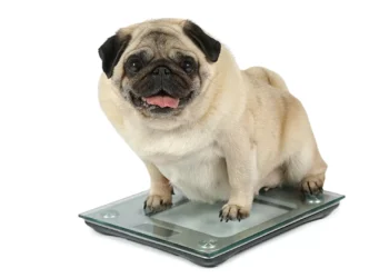 Obesidade avança entre os bichos de estimação. Como resolver o problema?