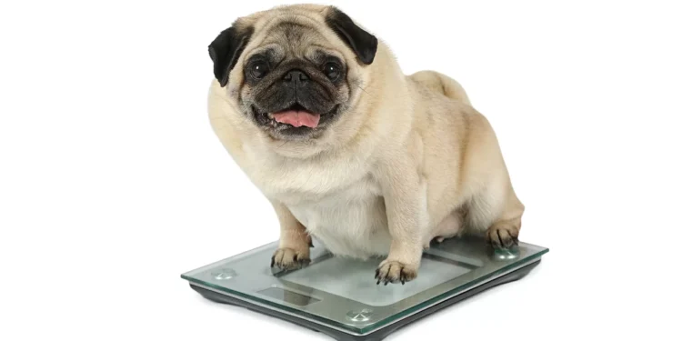 Obesidade avança entre os bichos de estimação. Como resolver o problema?