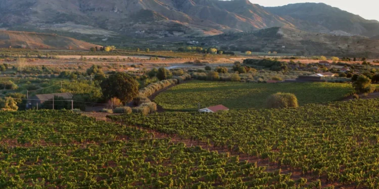 Por que os vinhos feitos aos pés do vulcão Etna estão entre os mais cobiçados da Itália