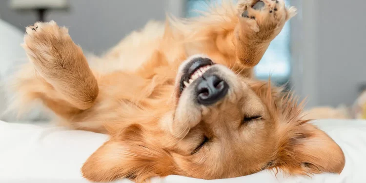 Animais domésticos terão direito a RG; entenda