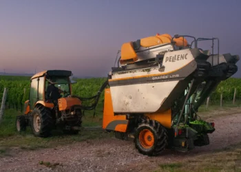 Na Campanha Gaúcha, vinícolas investem em colheita mecanizada