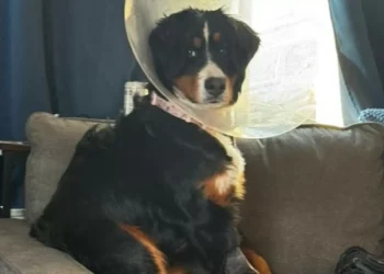 Cadela operada tinha 44 objetos no estômago (24 eram meias)