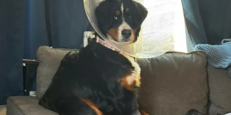 Cadela operada tinha 44 objetos no estômago (24 eram meias)