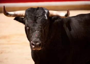 Cidade do México proibe corridas de touros com a morte do animal