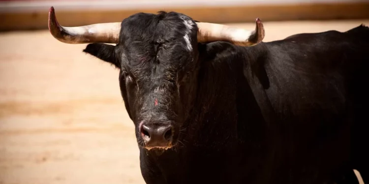 Cidade do México proibe corridas de touros com a morte do animal