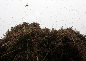 Mosquitos “invadem” Toscana. “Estamos fechados em casa como na Covid”