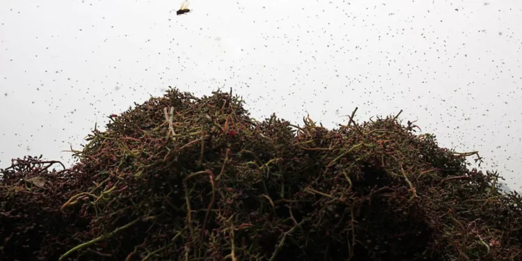 Mosquitos “invadem” Toscana. “Estamos fechados em casa como na Covid”