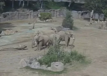 Elefantes protegem filhotes durante terremoto na Califórnia; veja como foi