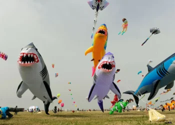 Bizarros e coloridos. Papagaios ‘invadem’ céus de cidade chinesa