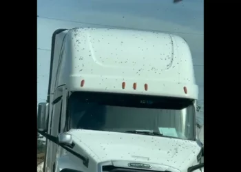 Camião despista-se e deixa 250 milhões de abelhas à solta nos EUA