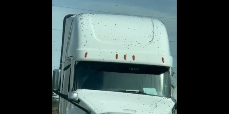 Camião despista-se e deixa 250 milhões de abelhas à solta nos EUA