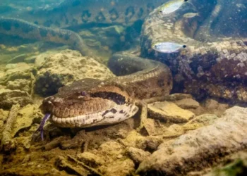 Sucuri ataca agente durante resgate em Tocantins; veja o vídeo
