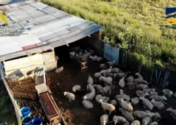 Matavam animais entre ratos mortos e vendiam carne em Espanha
