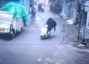 Touro conduz mota na Índia (e há vídeo). “Como explicar à seguradora?”