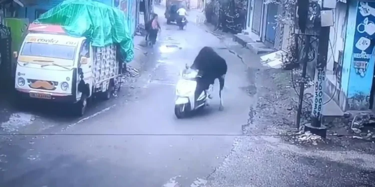 Touro conduz mota na Índia (e há vídeo). “Como explicar à seguradora?”
