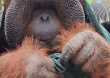 Internet está ‘obcecada’ pelo orangotango Patrick. Descubra porquê…