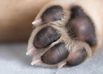 Menino de três anos atacado por cão de vizinha em Alicante