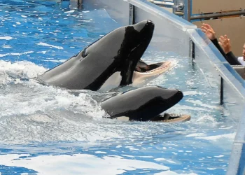 México proíbe uso de mamíferos marinhos em espetáculos de entretenimento