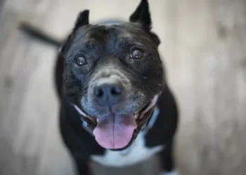 Governo de Santa Catarina regulamenta controversa Lei do Pitbull