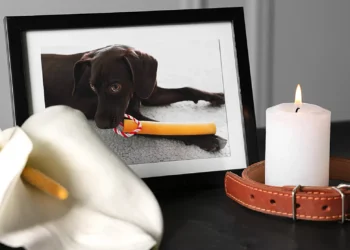 Luto pela perda de bicho de estimação ganha cada vez mais atenção da psicanálise
