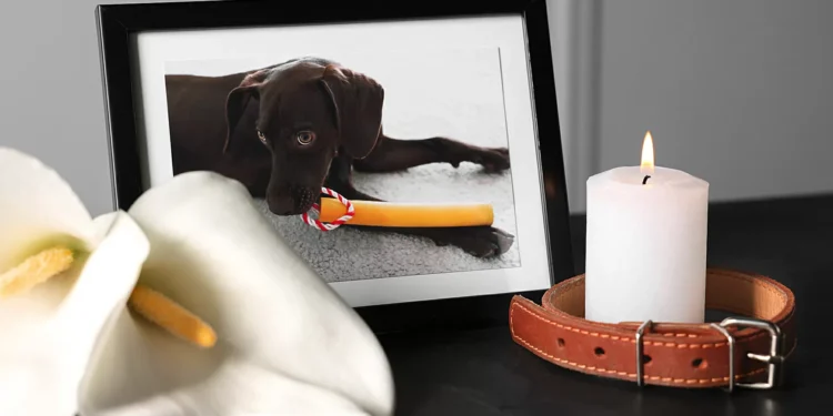 Luto pela perda de bicho de estimação ganha cada vez mais atenção da psicanálise