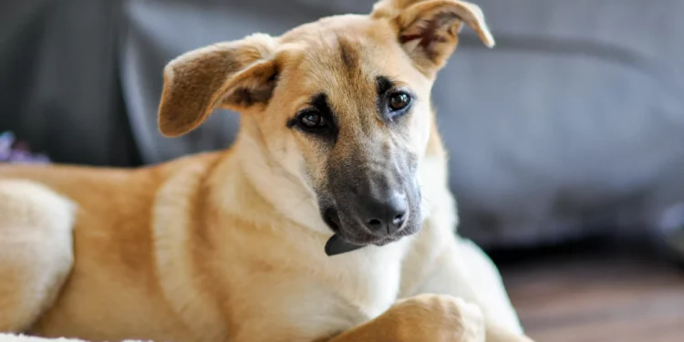 Conheça as tecnologias que substituem testes de cosméticos em animais