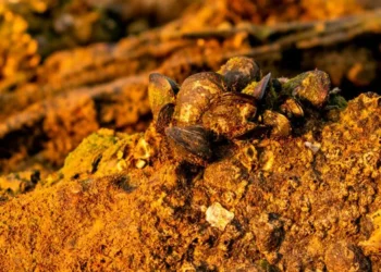 Brasil detém amplas reservas de minerais estratégicos