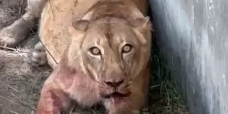 Rapaz invade jaula de leoa: polícia suspeita de suicídio
