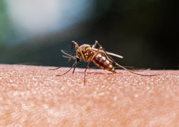 A IA que vai diagnosticar malária em 15 minutos