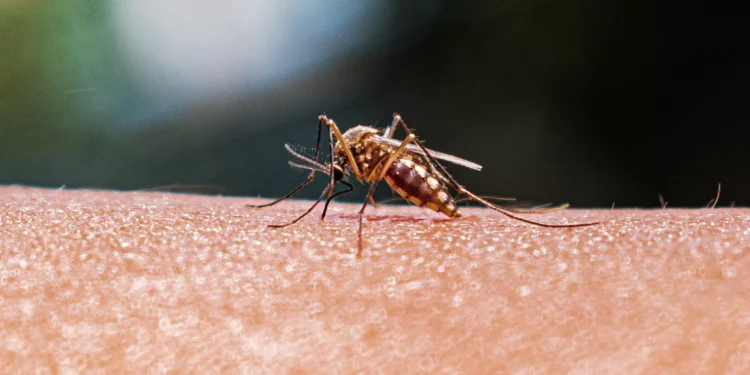 A IA que vai diagnosticar malária em 15 minutos