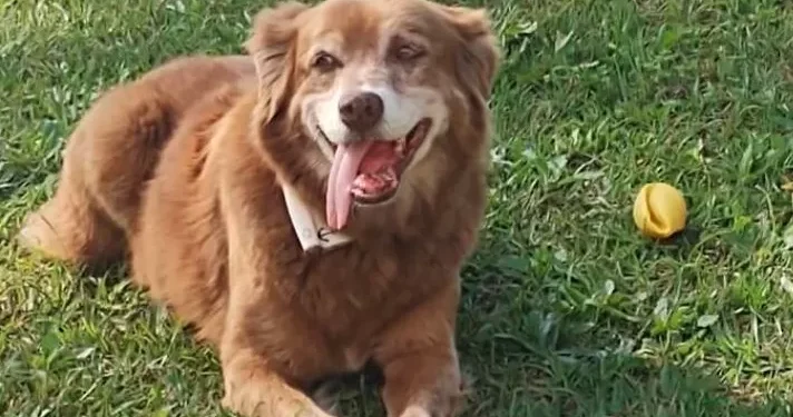 Conheça a história do cão que inspirou nova lei de sepultamento de pets em SP